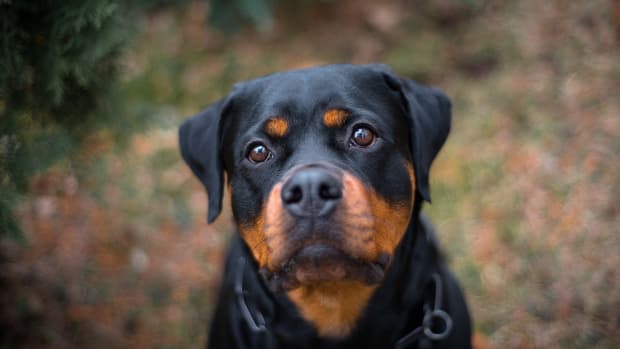 Rescue Dog's Pure Elation Over Meeting Her New Family Is So Moving ...