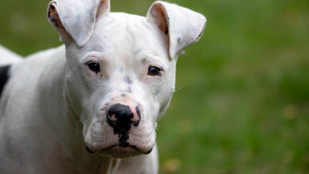 Blind and Deaf Dog's Reaction to Mom Coming Home Is Just the Best ...