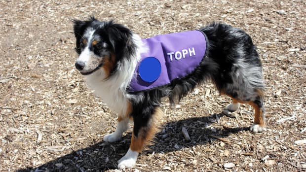 The results are in: The Mets' service puppy has a name