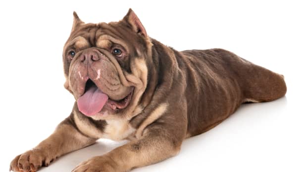 American Bully Dogs Have Been Banned in Two Countries - PetHelpful News