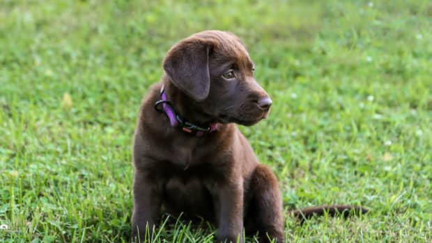 The results are in: The Mets' service puppy has a name