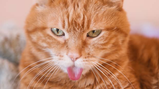 Funny Cat Tries to 'Attack' the Plumber While He's Fixing the Sink