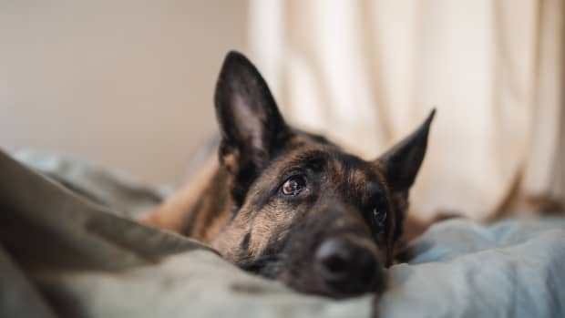 German Shepherd's Reaction to Little Girl Giving Him Attention Has Us ...