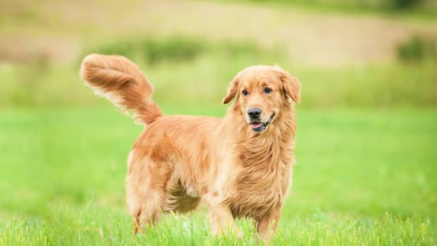 Golden Retriever Puppy's Instant Bond With Newborn Baby Is So Beautiful -  PetHelpful News