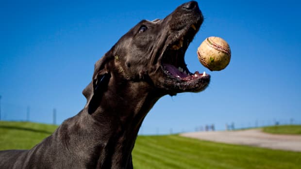 Dog Catches Home Run At New York Mets Game