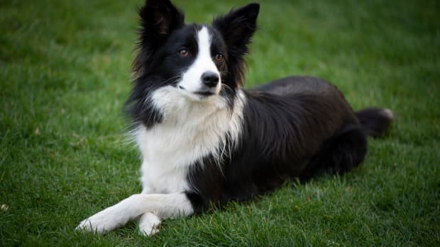 Border Collie Makes the Most Tender Gesture Toward Mom While Meeting ...