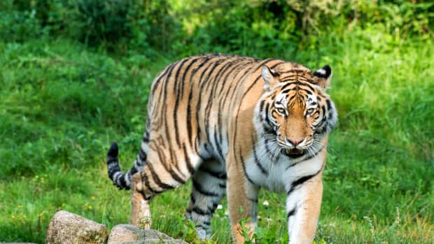 White tiger cubs welcomed at Buenos Aires Zoo, The Independent