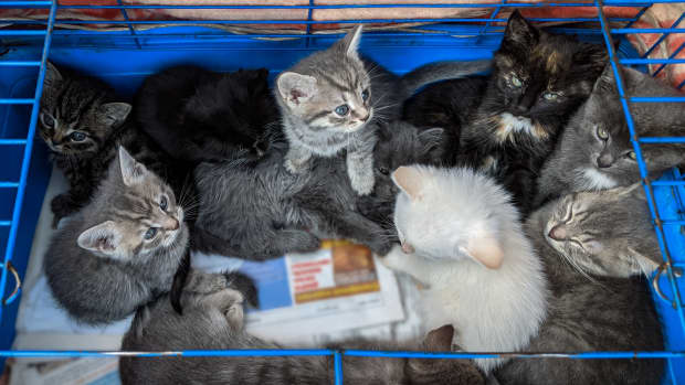 Heartwarming Video Shows Feral Cat and Kittens Transform With the Power ...