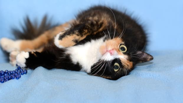 Cat rescue adoption ads CatVana modeled after Carvana