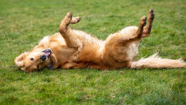 Video of Golden Retriever's Excited Reaction to Cheese Puffs Is Quickly ...