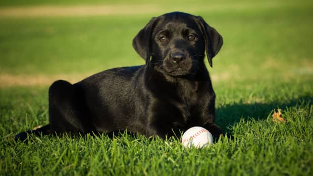 The Los Angeles Chargers have teamed up with Canine Companions for  Independence to follow a puppy named Bolt on his journey to becoming an  assistance dog.