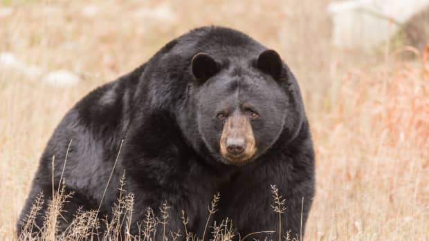 Black Bear Closes House Door After Woman Gently Urges It to Leave