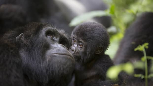 Orangutan at Louisville Zoo Asking to See What's Inside Visitor's Purse Is  Priceless - PetHelpful News