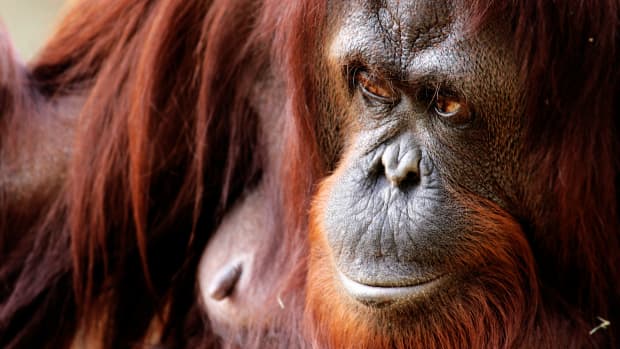 Orangutan at Louisville Zoo Asking to See What's Inside Visitor's Purse Is  Priceless - PetHelpful News