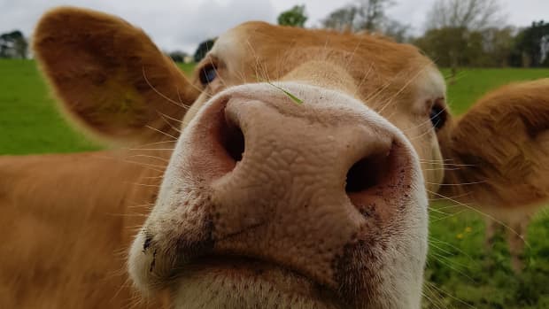 Video of Rescued Senior Cow Seeing Her Sanctuary for the First Time ...