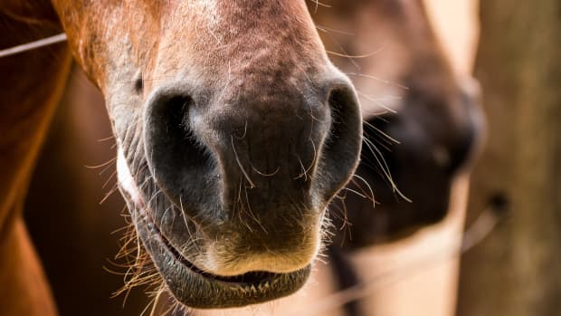 Moment Bullied Horse Finally Realizes He's Safe at Sanctuary Is a Tear ...