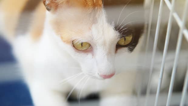 Cat rescue adoption ads CatVana modeled after Carvana