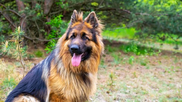 German Shepherd Bonds with Tiny Ducklings and It's Just So Precious ...