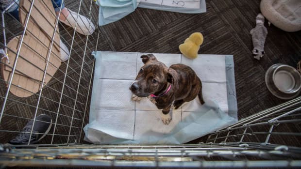 teacher-fosters-puppies-classroom