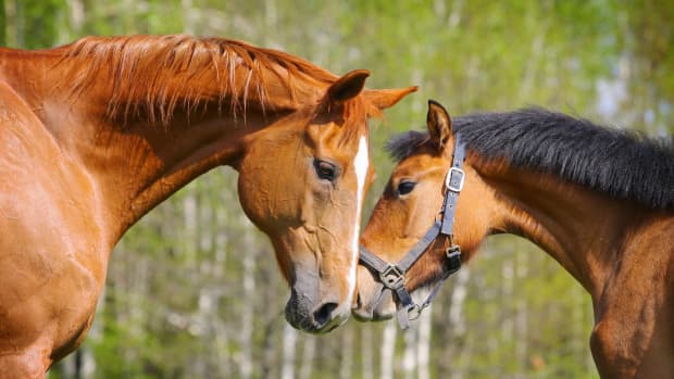 Video of Horse Brothers Reuniting After Years Apart Is Absolutely Beautiful  - PetHelpful News