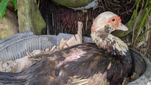 A baby duck? Why this seemingly perfect Easter gift isn't perfect.