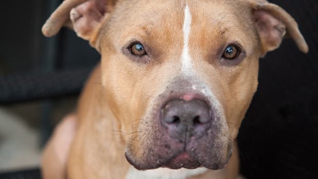 Deaf Pit Bull 'Waiting for Love' at the County Fair Tugs at the ...