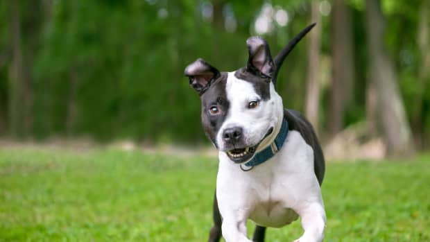 Sweet, Deaf Dog Has Spent More Than 400 Days in a Maine Shelter