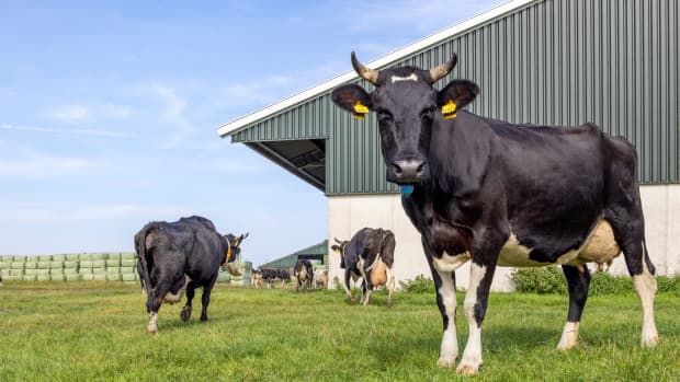 Daughter Goes Above and Beyond to Surprise Mom with Mini Cows for Christmas  - PetHelpful News