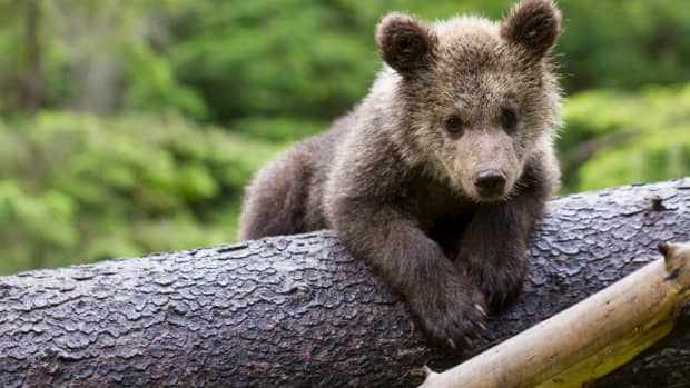 How to Keep Bears Away From Your House and Yard - PetHelpful