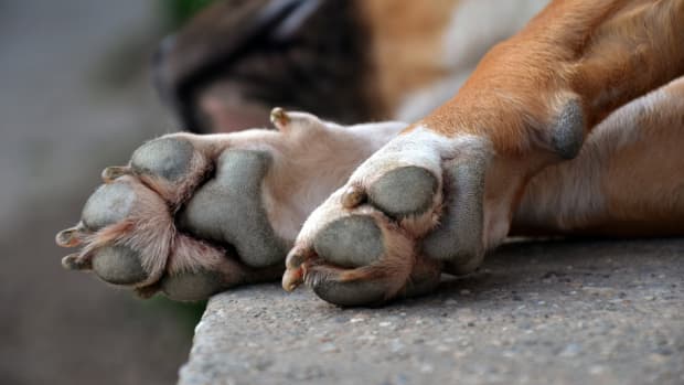 Traveler Abandons French Bulldog at Airport After Being Told the Dog ...