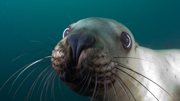 Celebrate the Return of the Sea Lions