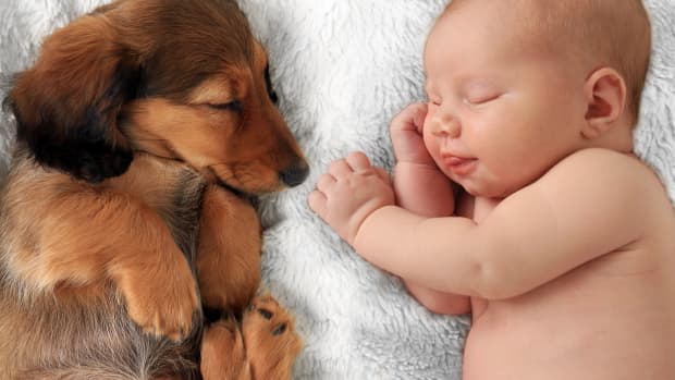 Golden Retriever Puppy's Instant Bond With Newborn Baby Is So Beautiful -  PetHelpful News