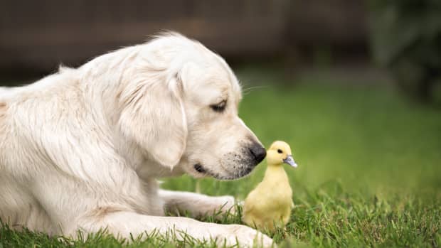 Golden Retriever Puppy's Adorable Protest After Mom 'Takes A Break' Is ...