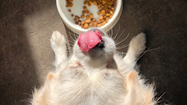 will-my-cat-get-sick-if-she-only-eats-dry-food-pethelpful