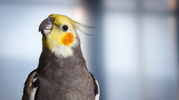Cockatiel Singing If You Re Happy And You Know It Video of Cockatiel Singing ‘If You’re Happy and You Know It’ Is Just