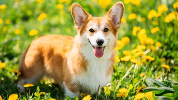 Corgi's Impressive Dance Moves Should Earn Him A Spot On 'dancing With 