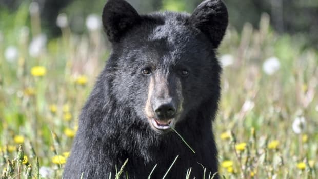 Relocated 'nuisance' bear travels 1,000 miles across 4 states to return to  park