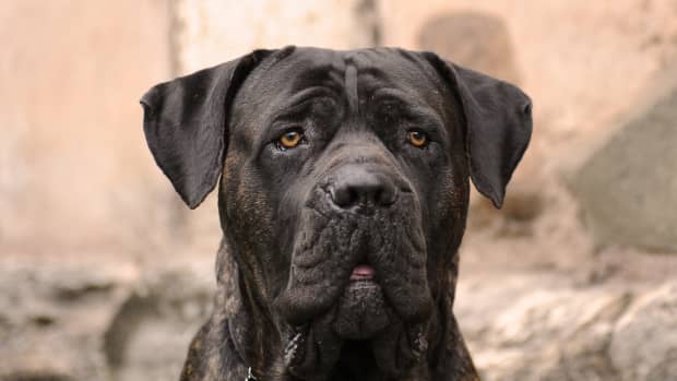 Video of Huge Cane Corso Who’s Scared to Go Down the Escalator Is Going ...