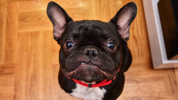 French Bulldog's Response to Being Banned From the Couch Is Downright ...