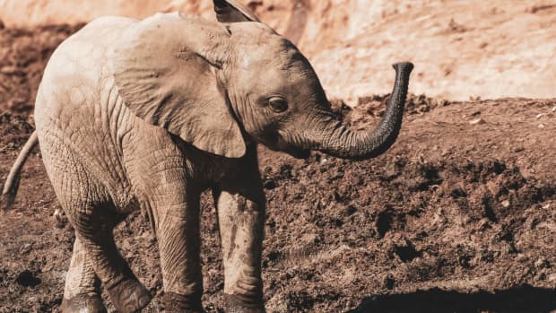 Disney's Animal Kingdom Introduces Their Brand New Baby Elephant -  PetHelpful News