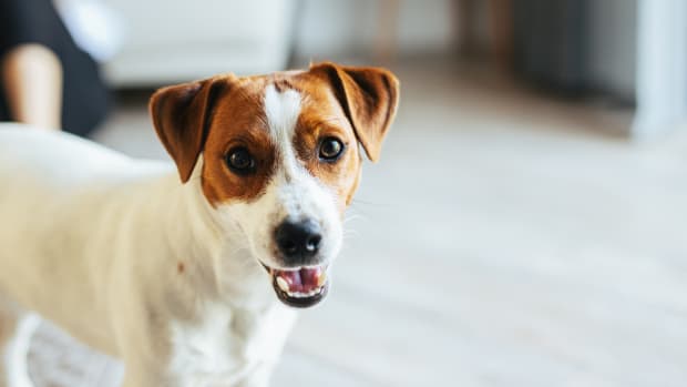 Video of Jack Russell Watching Her Favorite Music Video Is Priceless ...