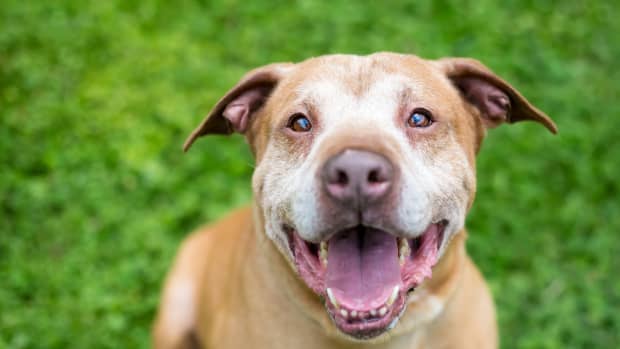 Pit Bull's Emotional Reaction to Getting a Hug Is Making People Melt ...