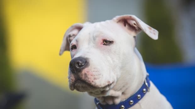 Deaf Pit Bull Therapy Dog Sets Up Most Precious 'Kissing Booth' for  Students - PetHelpful News