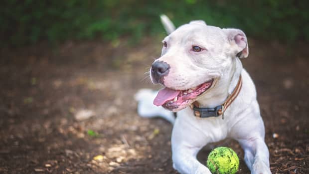 The Boxer Rescue of Oklahoma - 👋Say HEY to Hank! 👋 Hank is lovingly known  as Big Baby in his foster home. He is a sweet, chill guy who just wants your