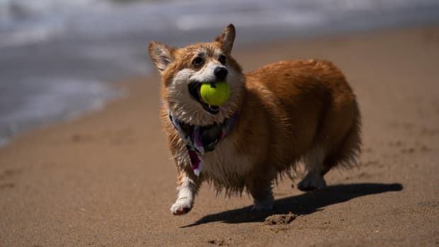 Chargers Host Corgi Cup During NFL Halftime