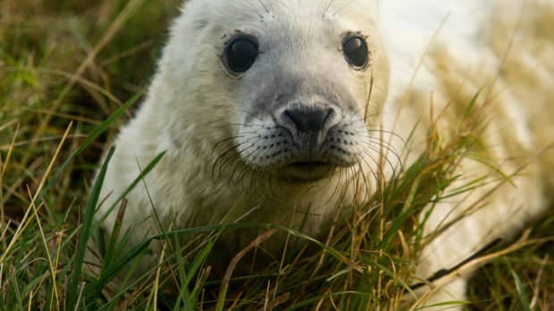 Rescued baby seal found wandering by New Jersey's Brick Township Police  Department along Route 35 - 6abc Philadelphia