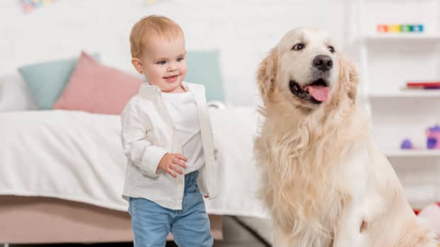 Golden Retriever with small child