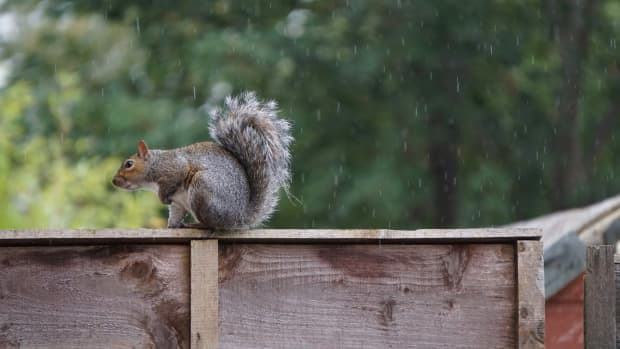 Squirrel in the rain