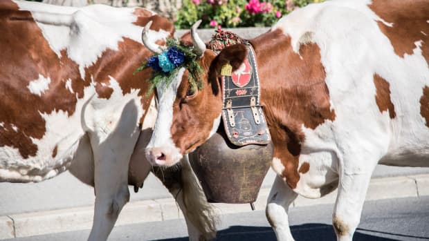 Cows during Swiss Dèsalp festival