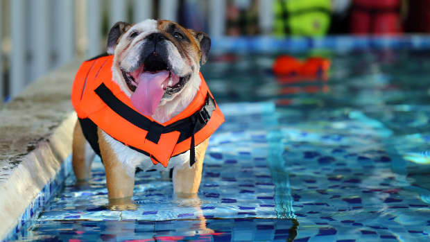 Bulldog in pool